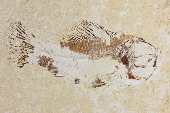 Cretaceous Fossil Fish (Pateroperca) - Lebanon #147184